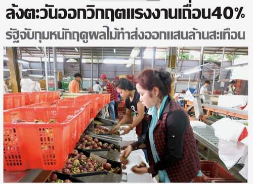 ล้งตะวันออกวิกฤตแรงงานเถื่อน40% 