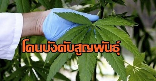 กัญชาไทย ได้รับการยอมรับว่า เป็นสายพันธุ์ดีอันดับต้นๆ ของโลก แต่ต้องหายไป เพราะกฎหมายล้าสมัยที่ออกโดยคนสมัยก่อน