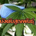 กัญชาไทย ได้รับการยอมรับว่า เป็นสายพันธุ์ดีอันดับต้นๆ ของโลก แต่ต้องหายไป เพราะกฎหมายล้าสมัยที่ออกโดยคนสมัยก่อน